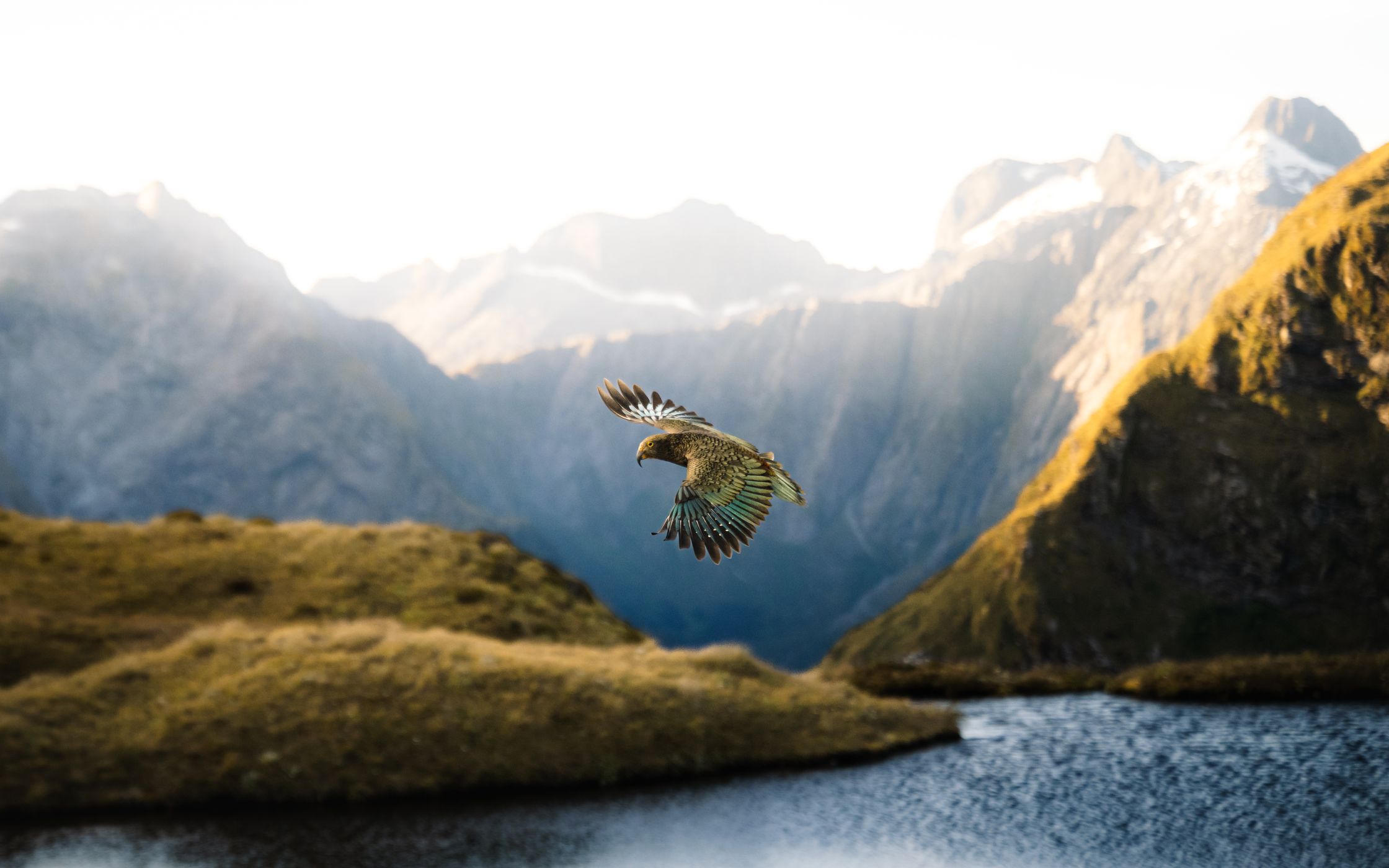 Kea at McKinnon Pass, New Zealand
