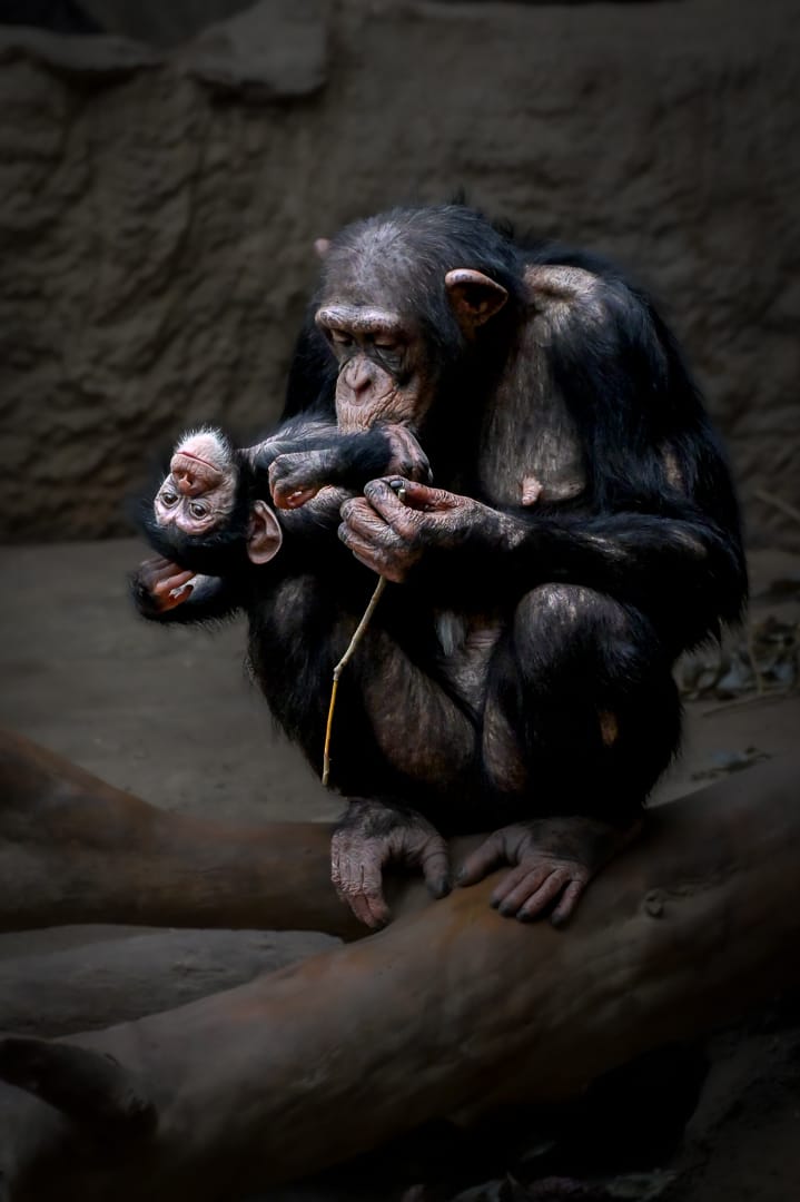 Leipzig Zoo, Germany