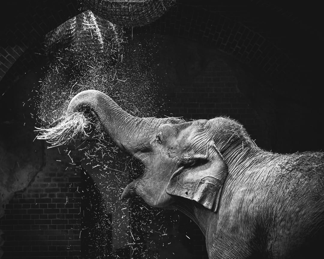 Leipzig Zoo, Germany