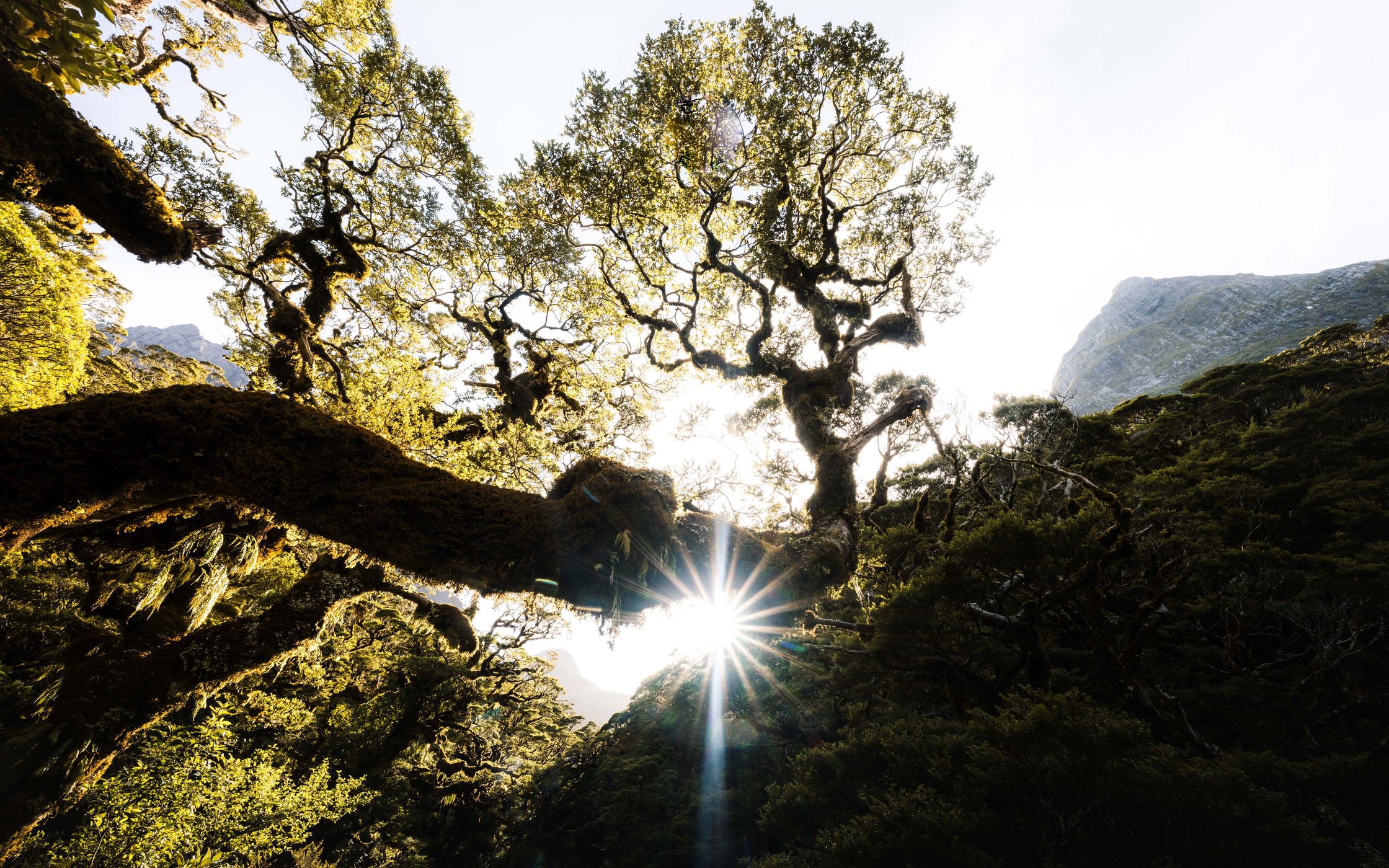 Lush green forest, Milford Track, New Zealand