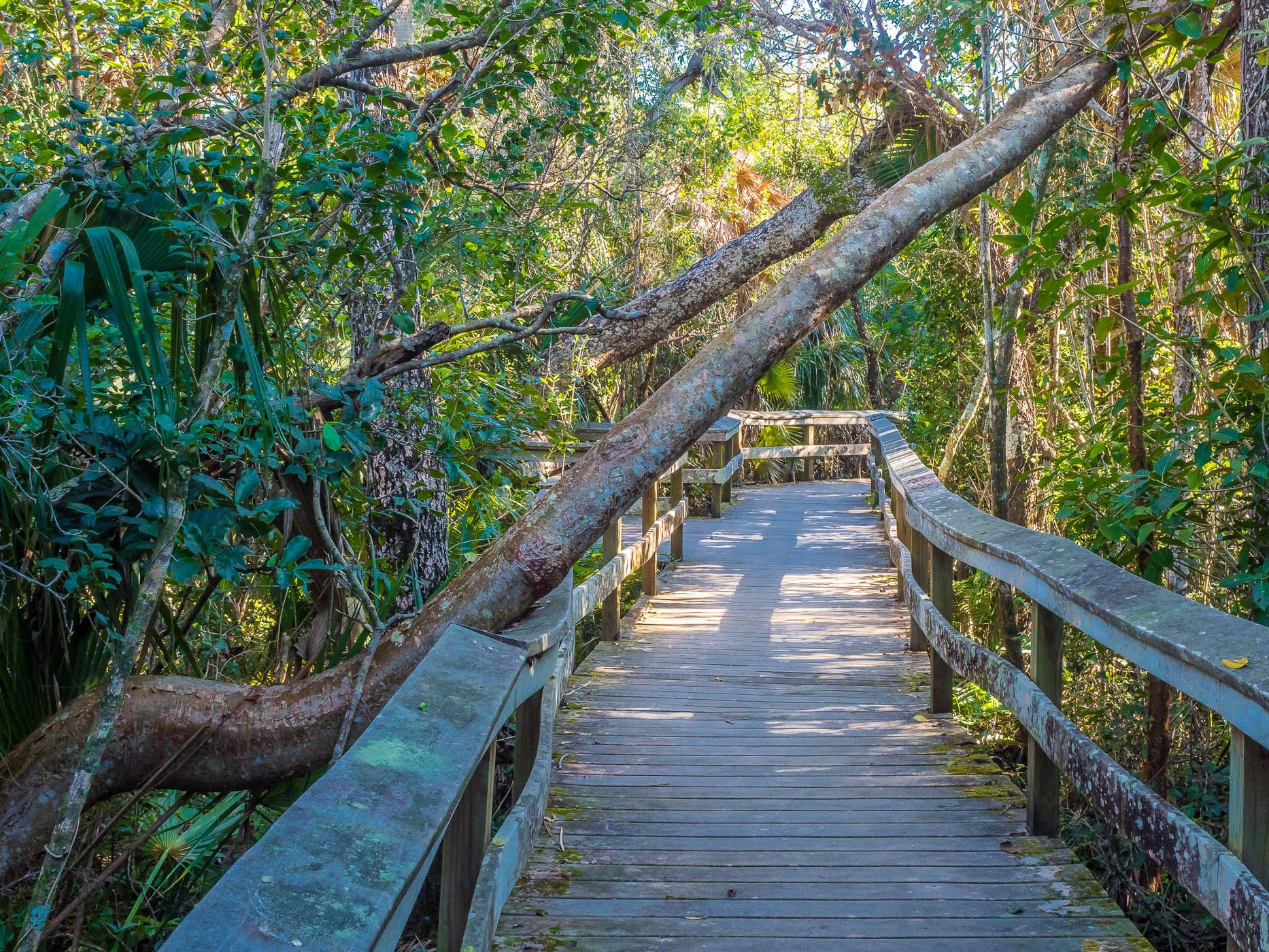 Mahogany Hammock, USA