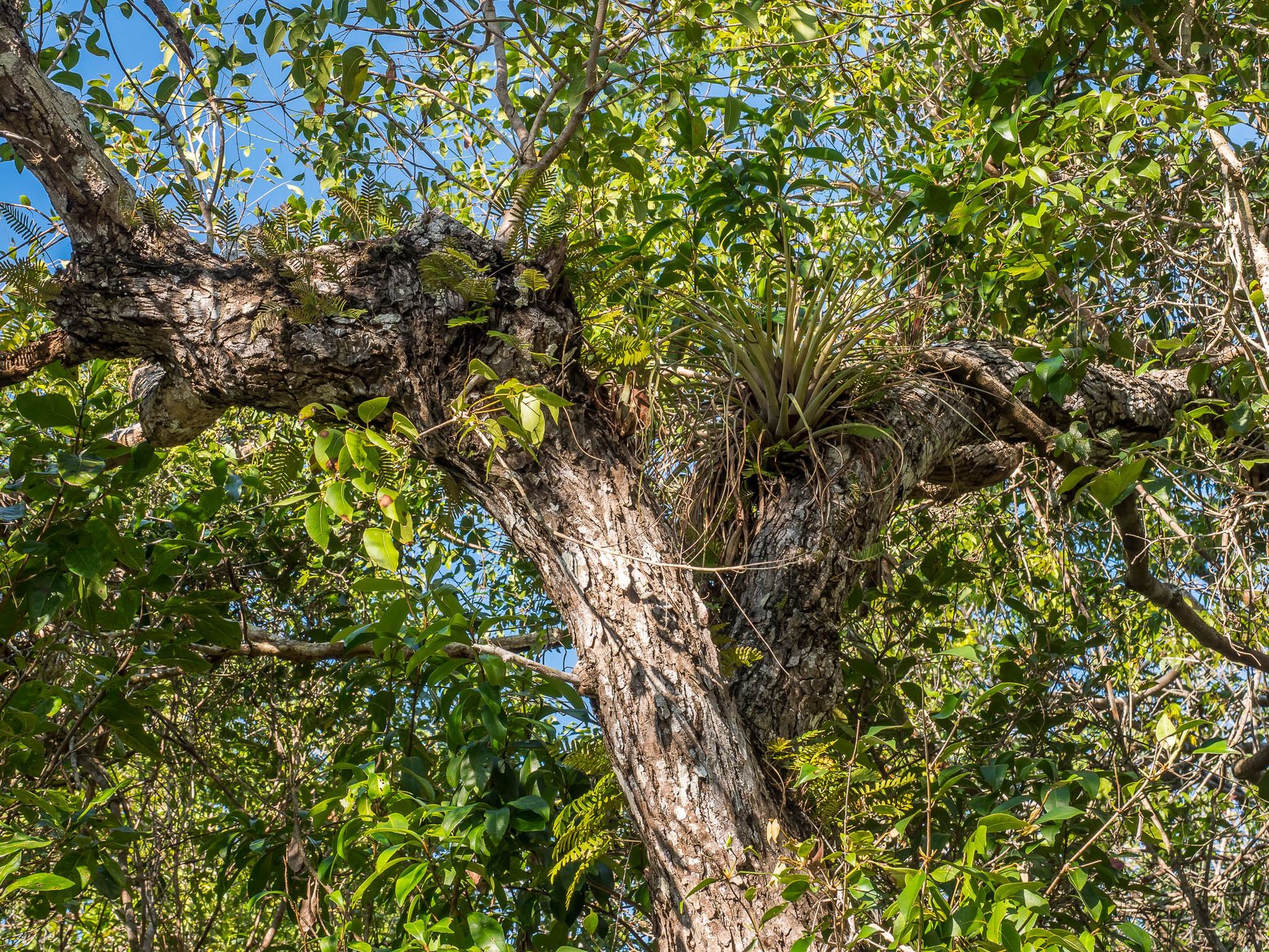 Mahogany Hammock, USA