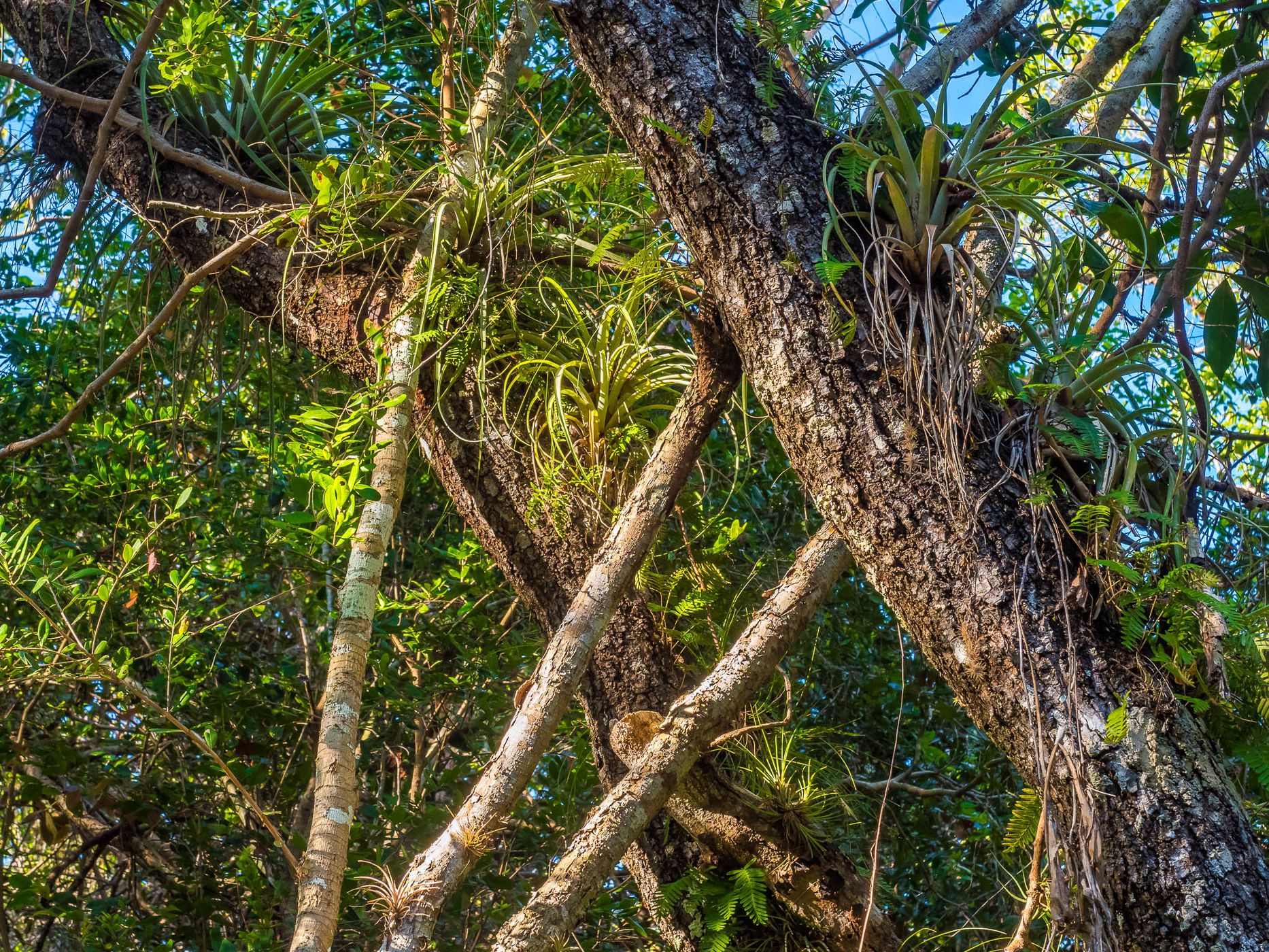Mahogany Hammock, USA