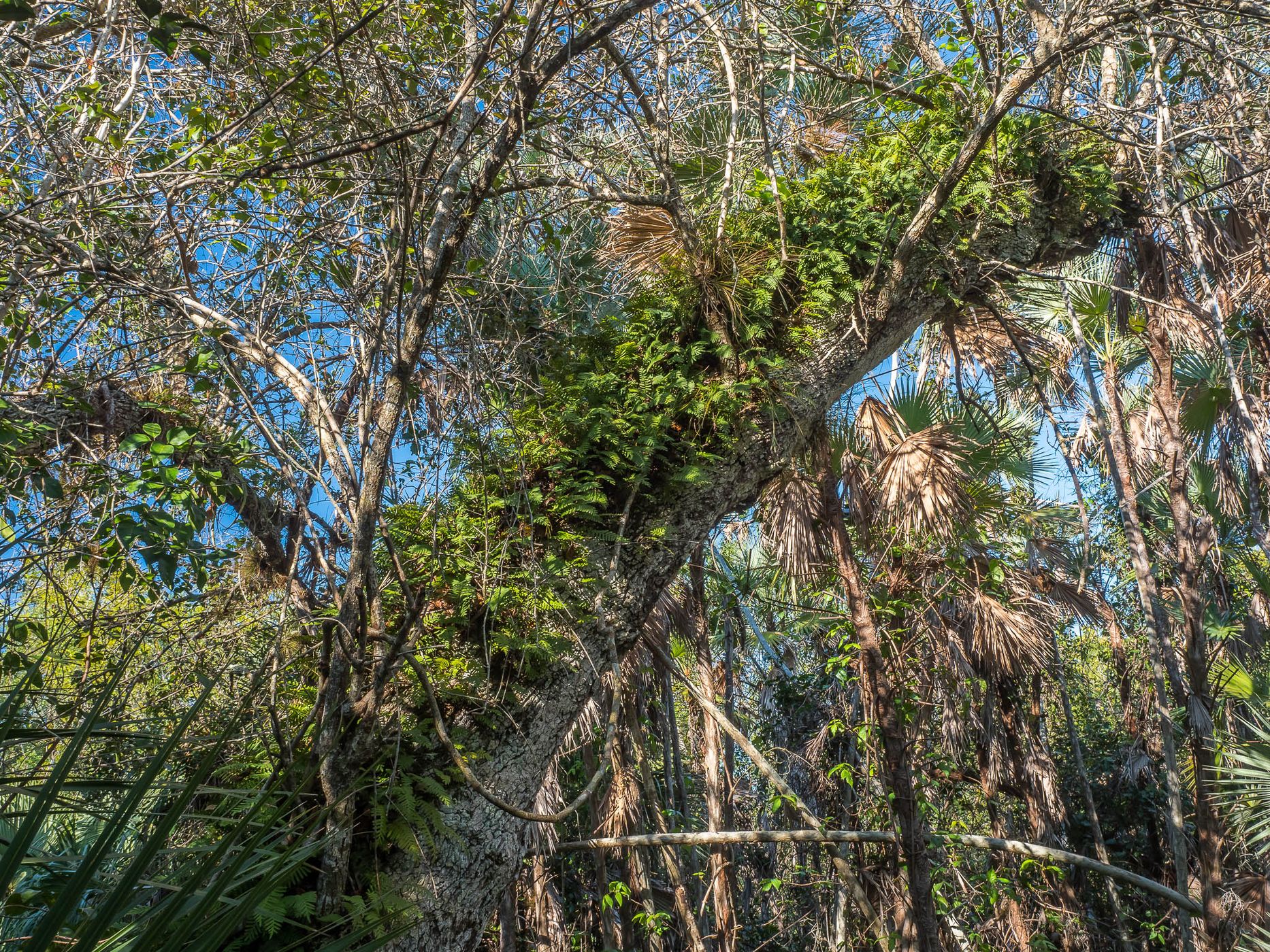 Mahogany Hammock, USA