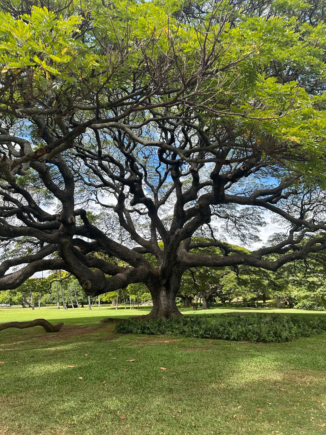Moanaloa Gardens, USA