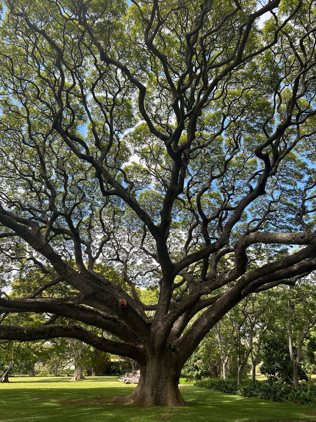 Moanaloa Gardens, USA