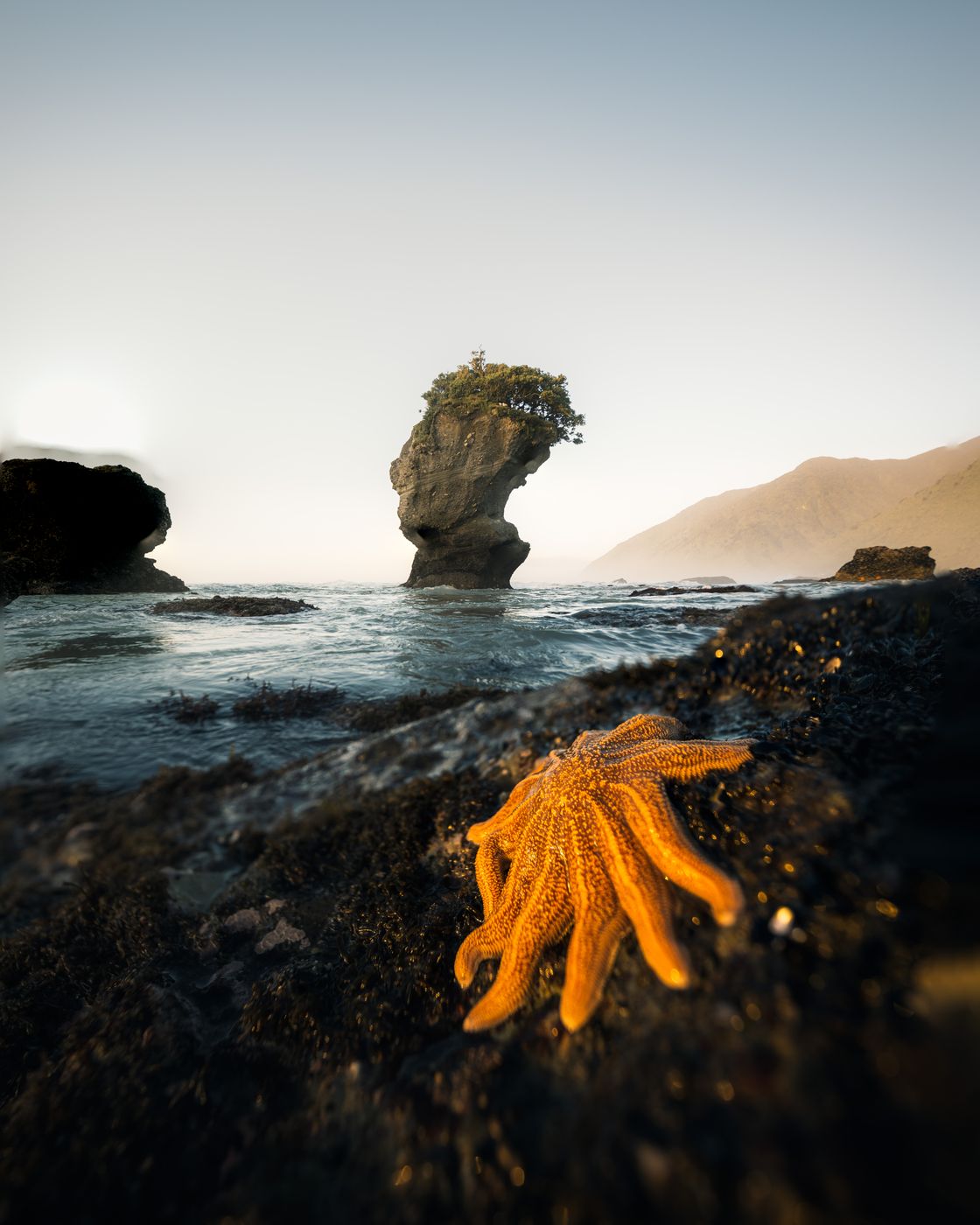 Motukiekie Beach, Starfish Colony, New Zealand