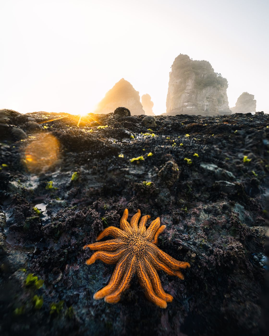 Motukiekie Beach, Starfish Colony, New Zealand