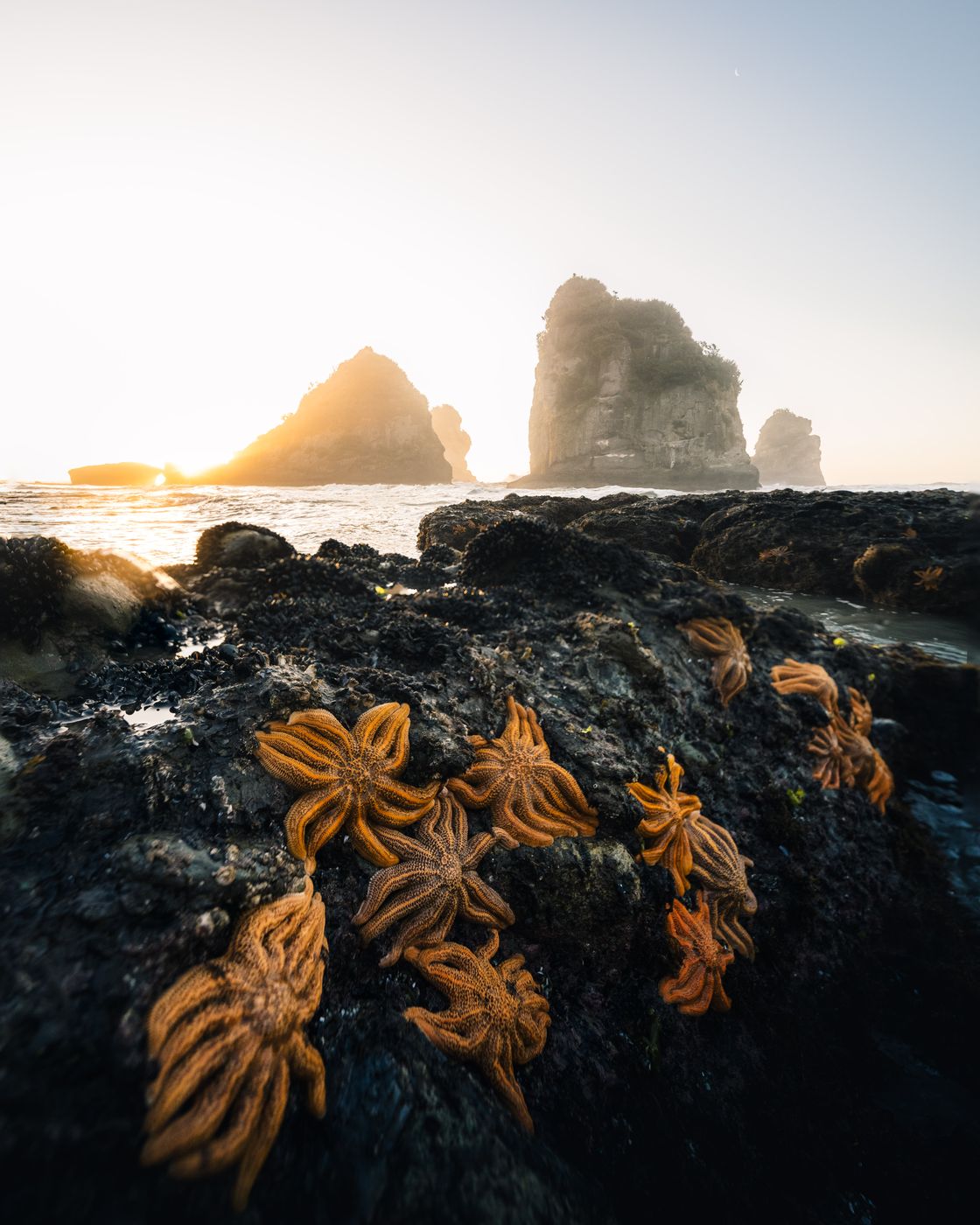 Motukiekie Beach, Starfish Colony, New Zealand