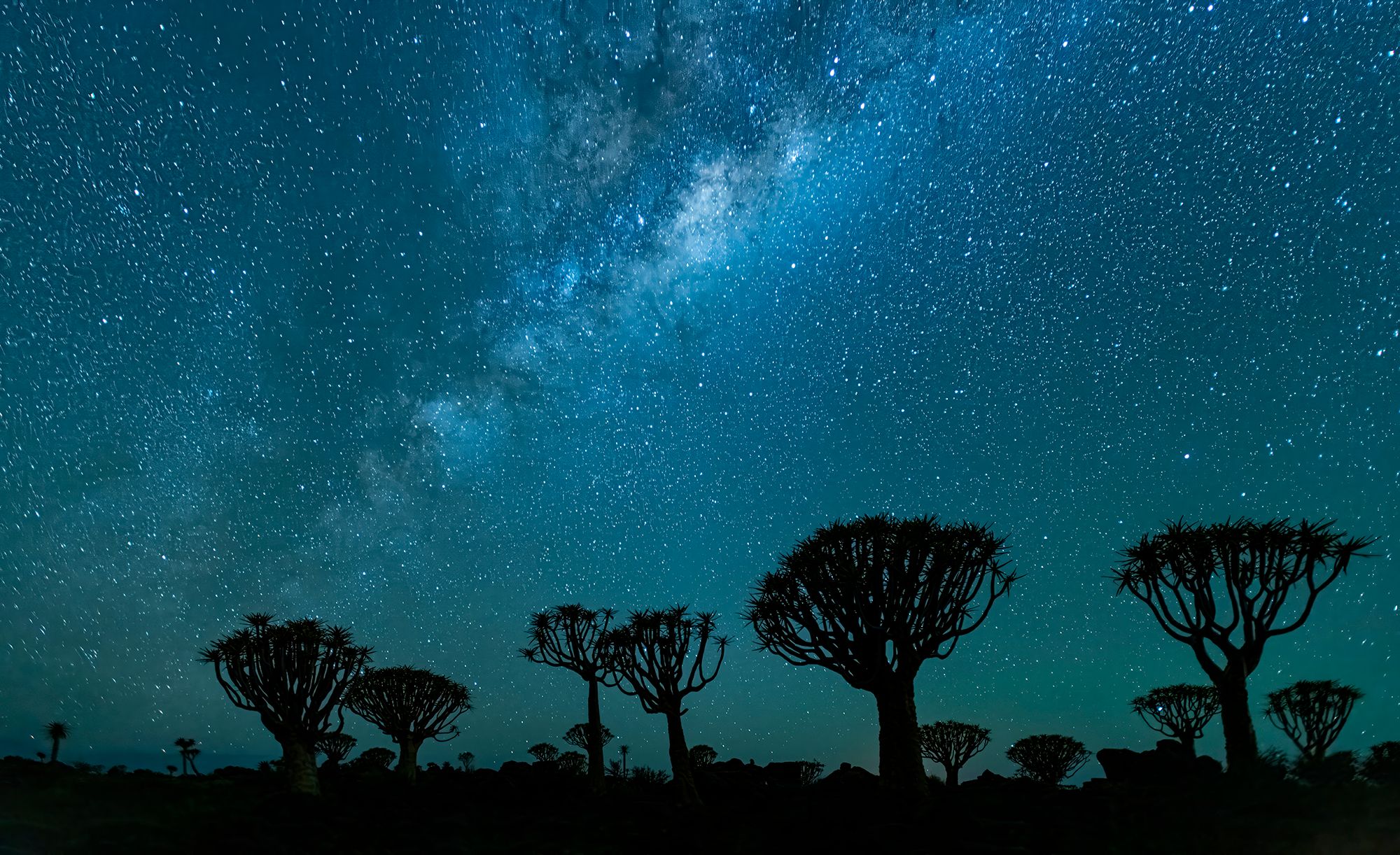 Quiver Tree Forest, Namibia