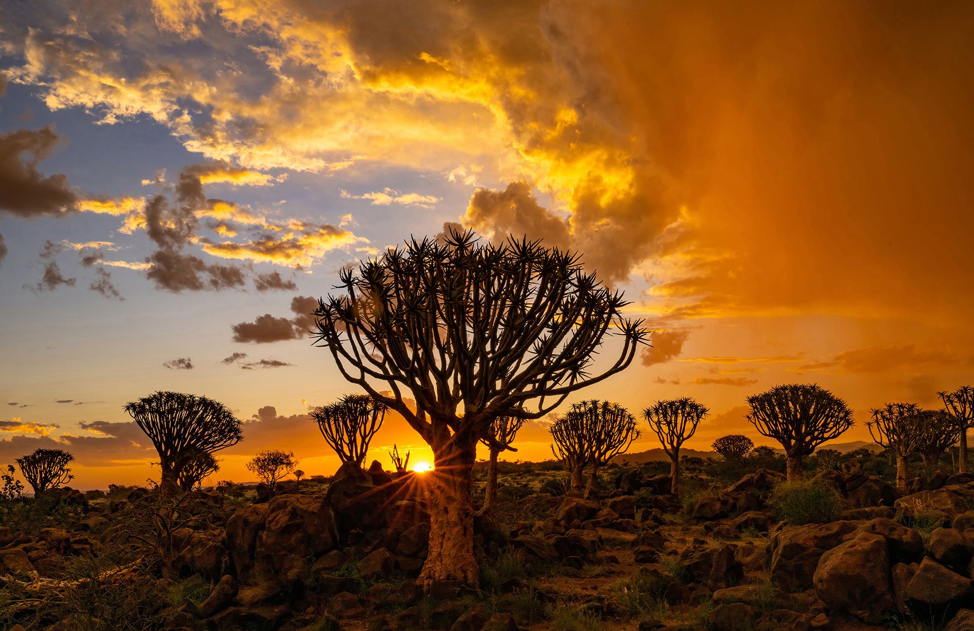 Quivertree Forest, Namibia