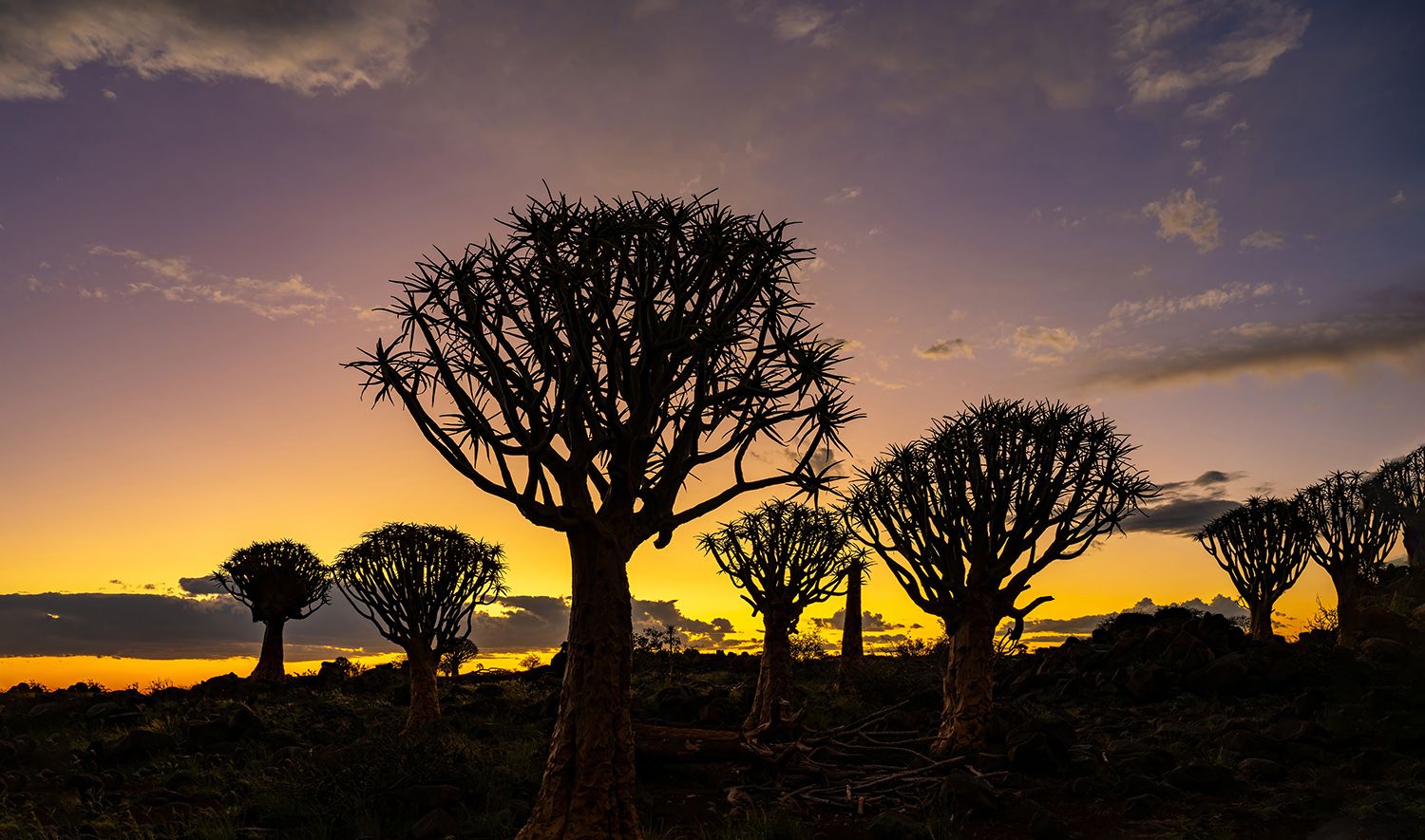 Quivertree Forest, Namibia