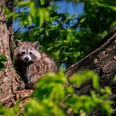 Sequoyah Wildlife Refuge, USA