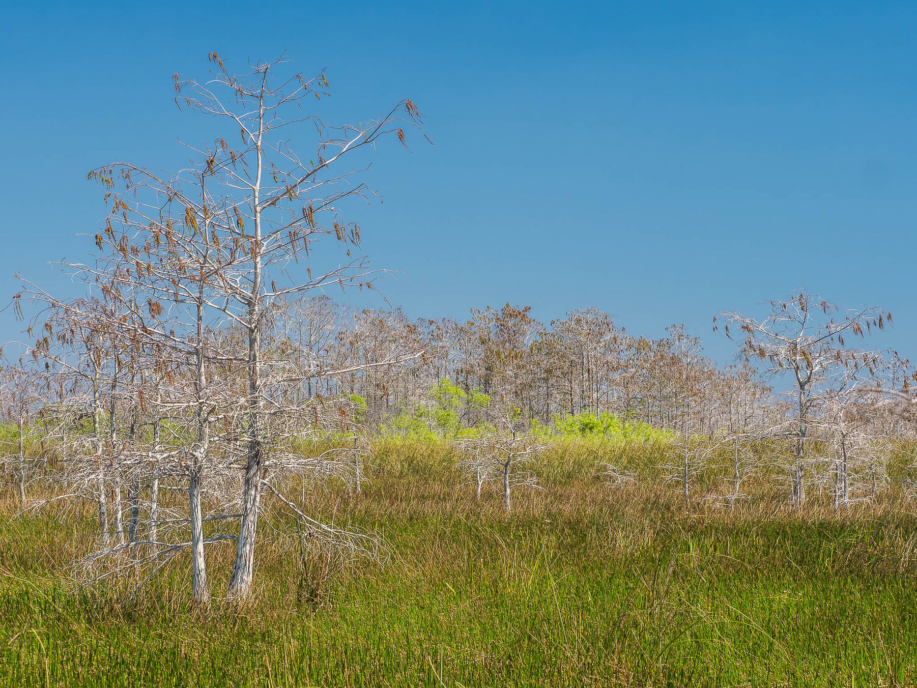 Skeleton Forest, USA