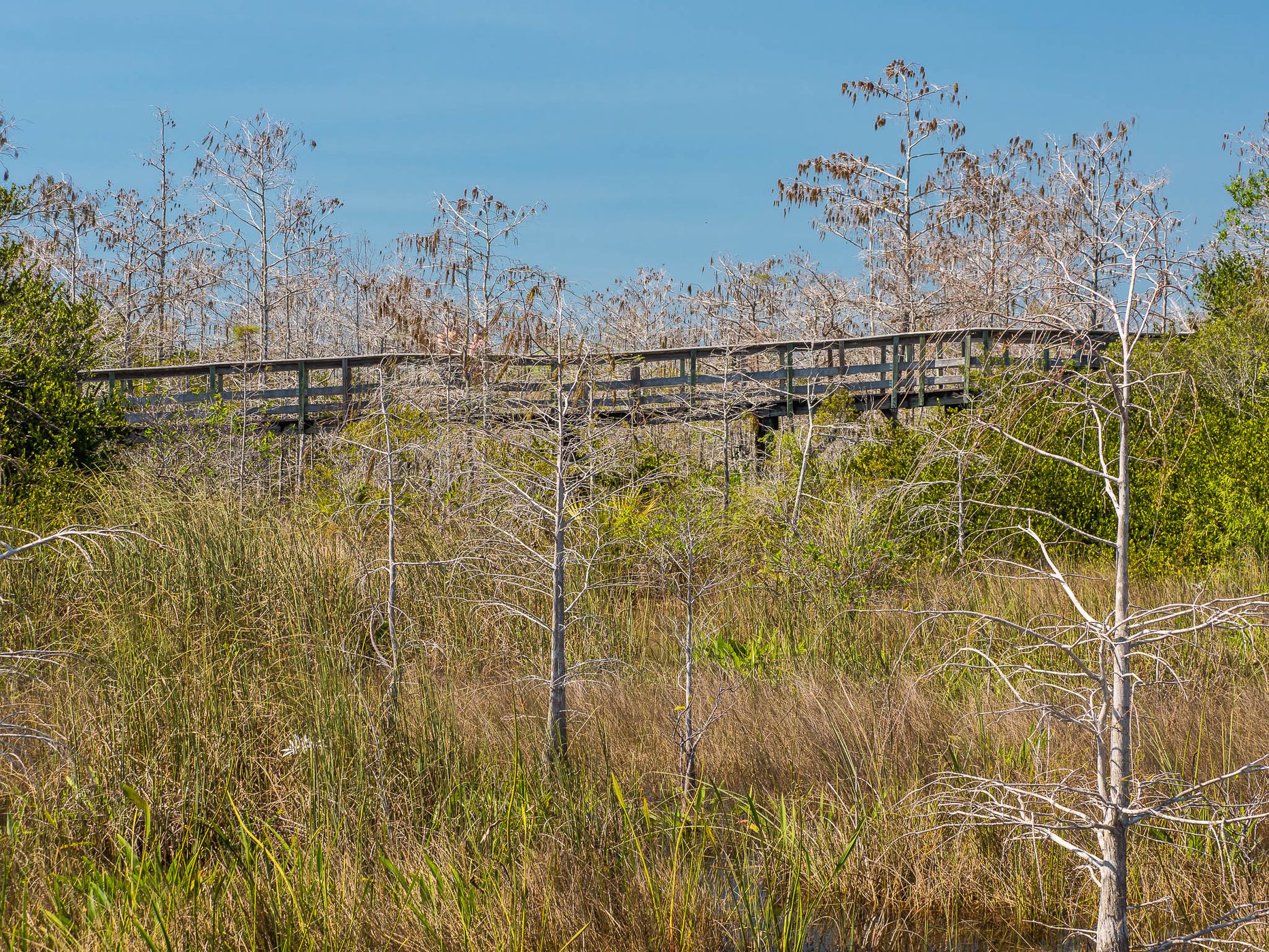 Skeleton Forest, USA