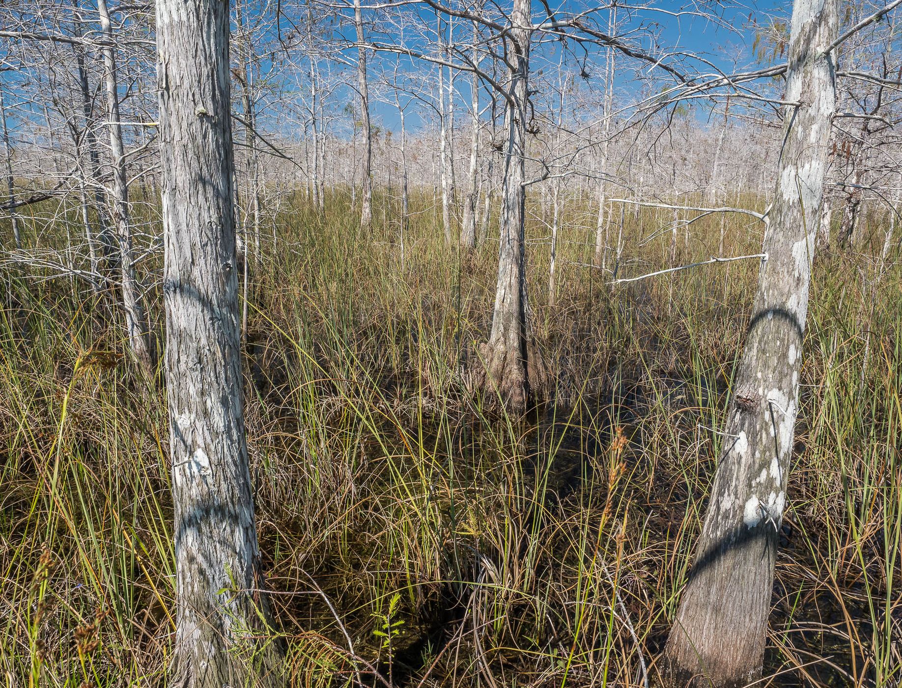 Skeleton Forest, USA