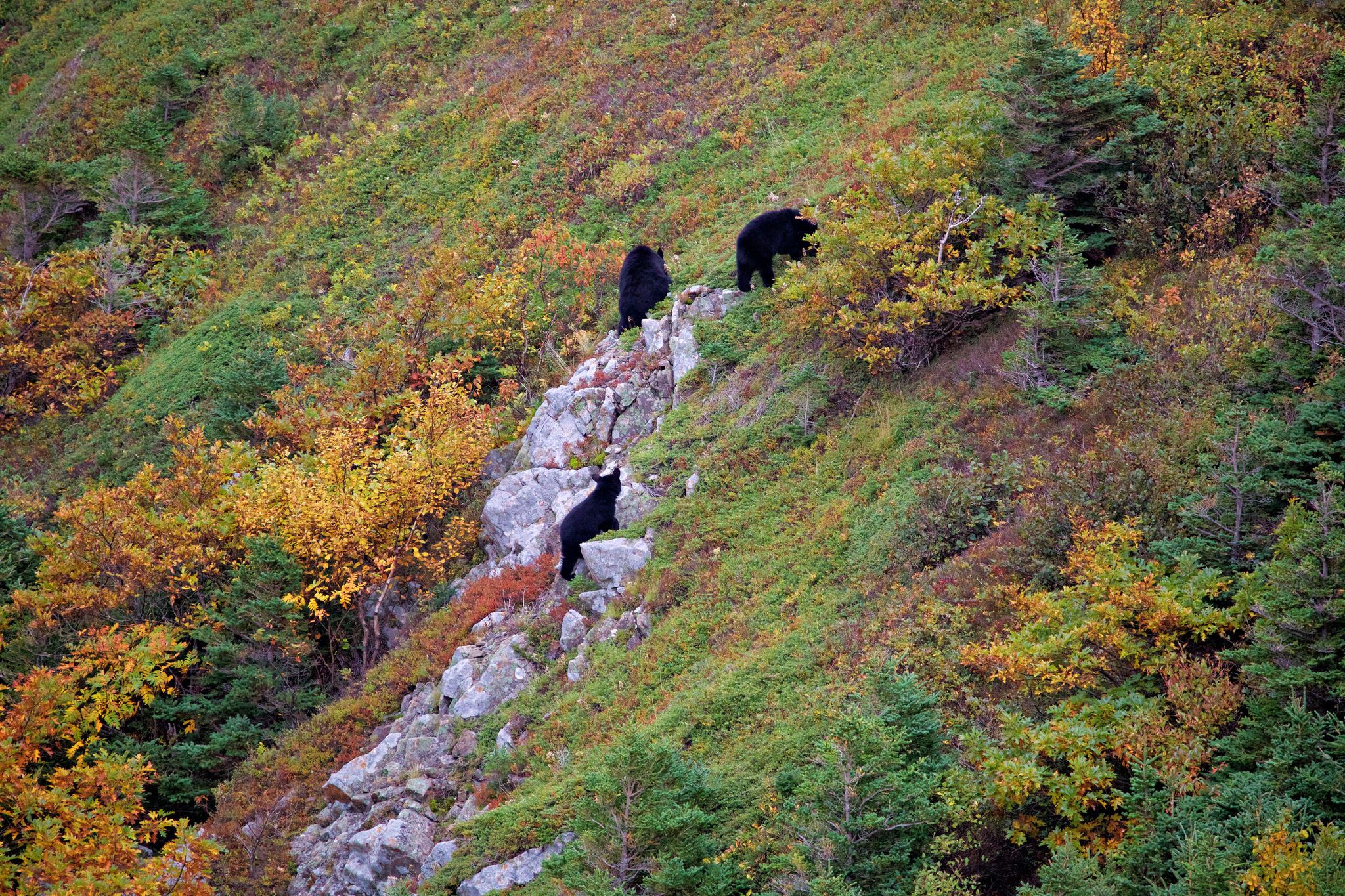Skyline Trail, Canada