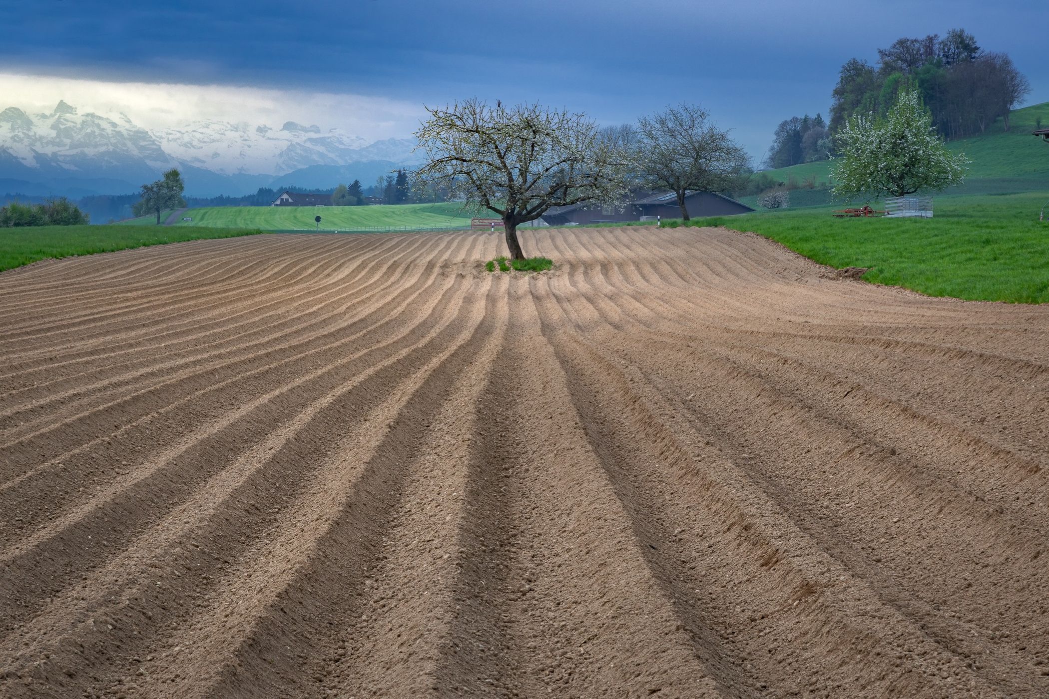 Lonely Tree in Rottenschwil, Switzerland