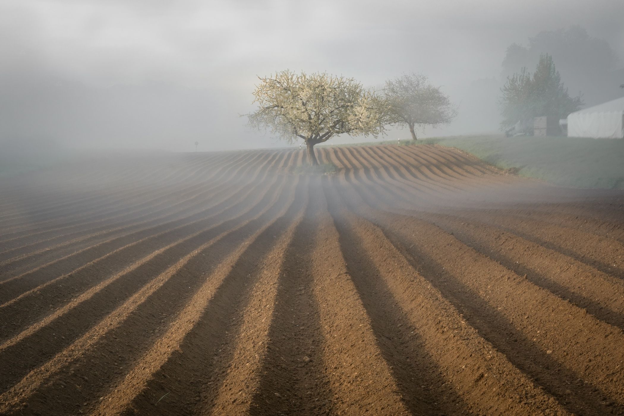 Lonely Tree in Rottenschwil, Switzerland