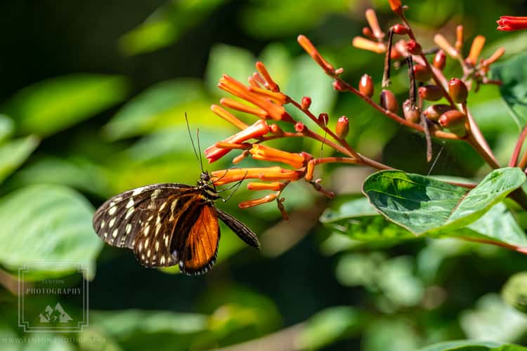 The Butterfly Farm Aruba