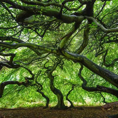 Witch Forest, Lietzow, Germany