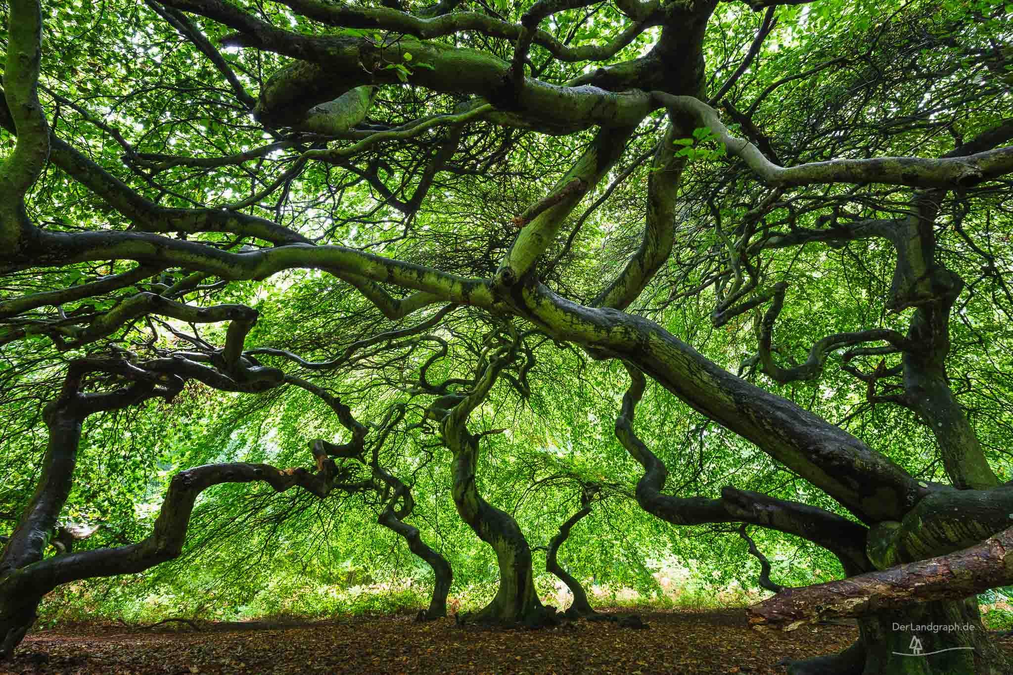 Witch Forest, Lietzow, Germany