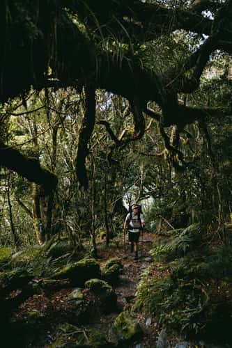 Alex Knob Track, Franz Josef Glacier