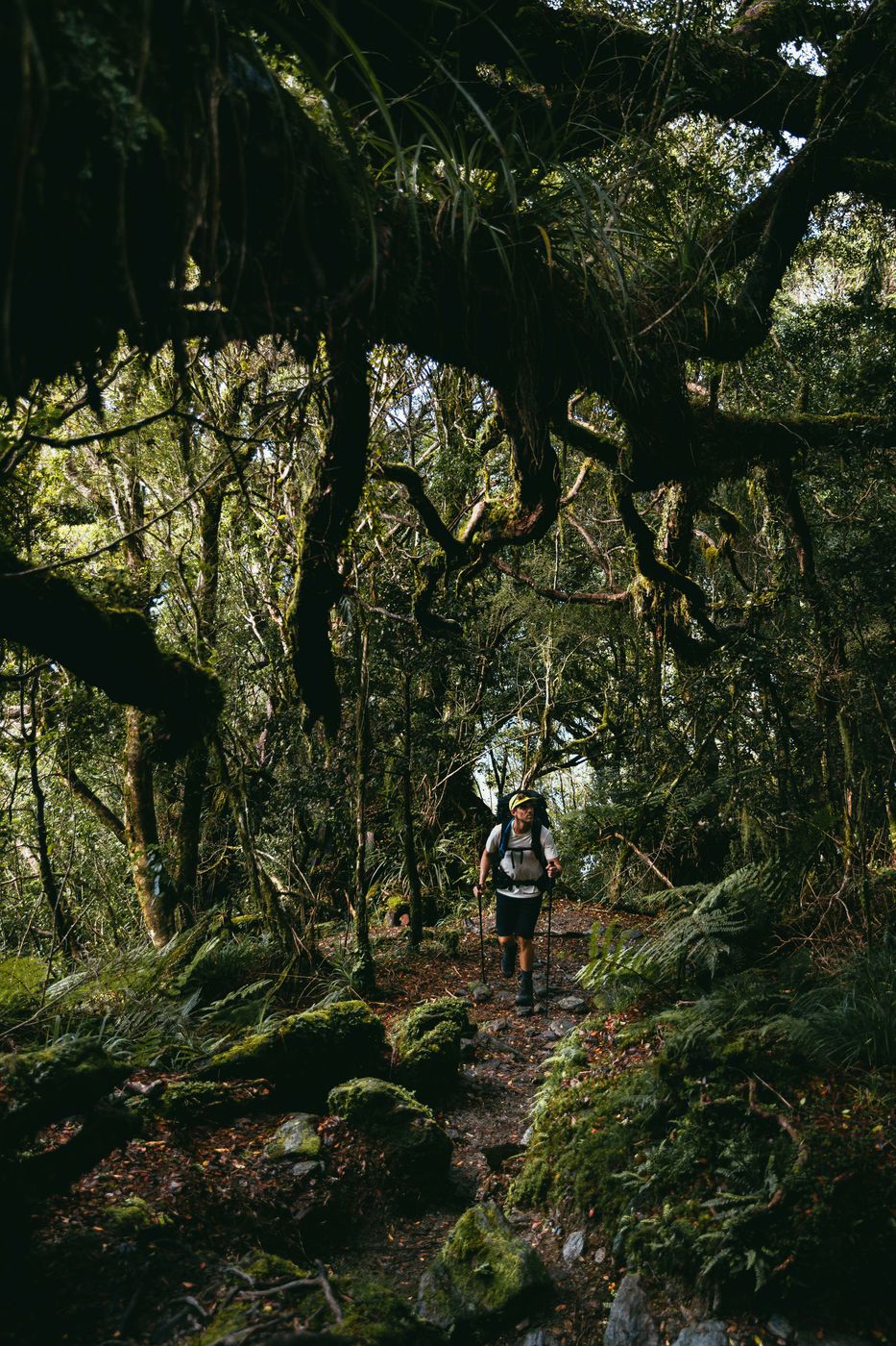Alex Knob Track, Franz Josef Glacier, New Zealand