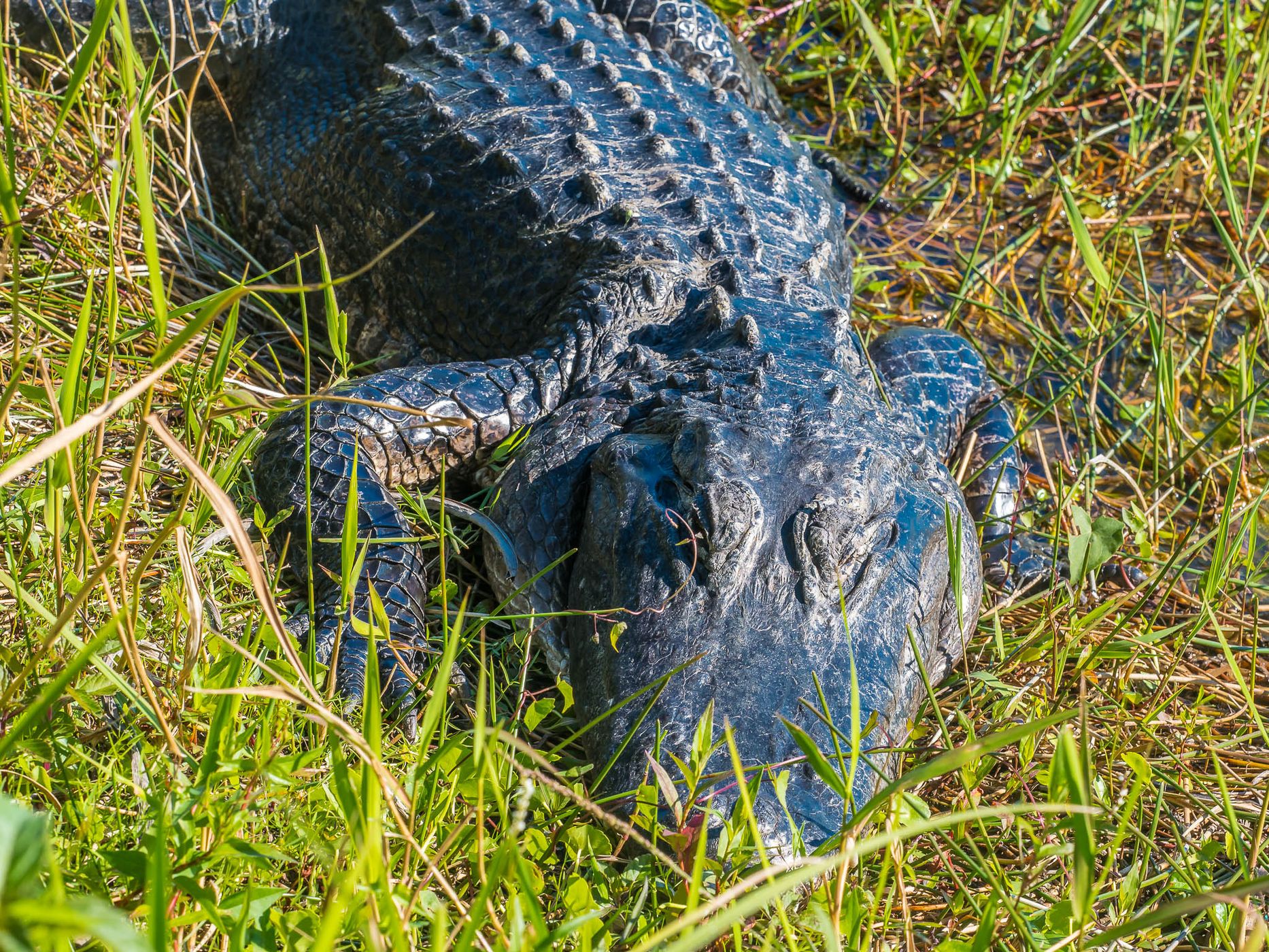 Anhinga Trail, Everglades National Park, USA