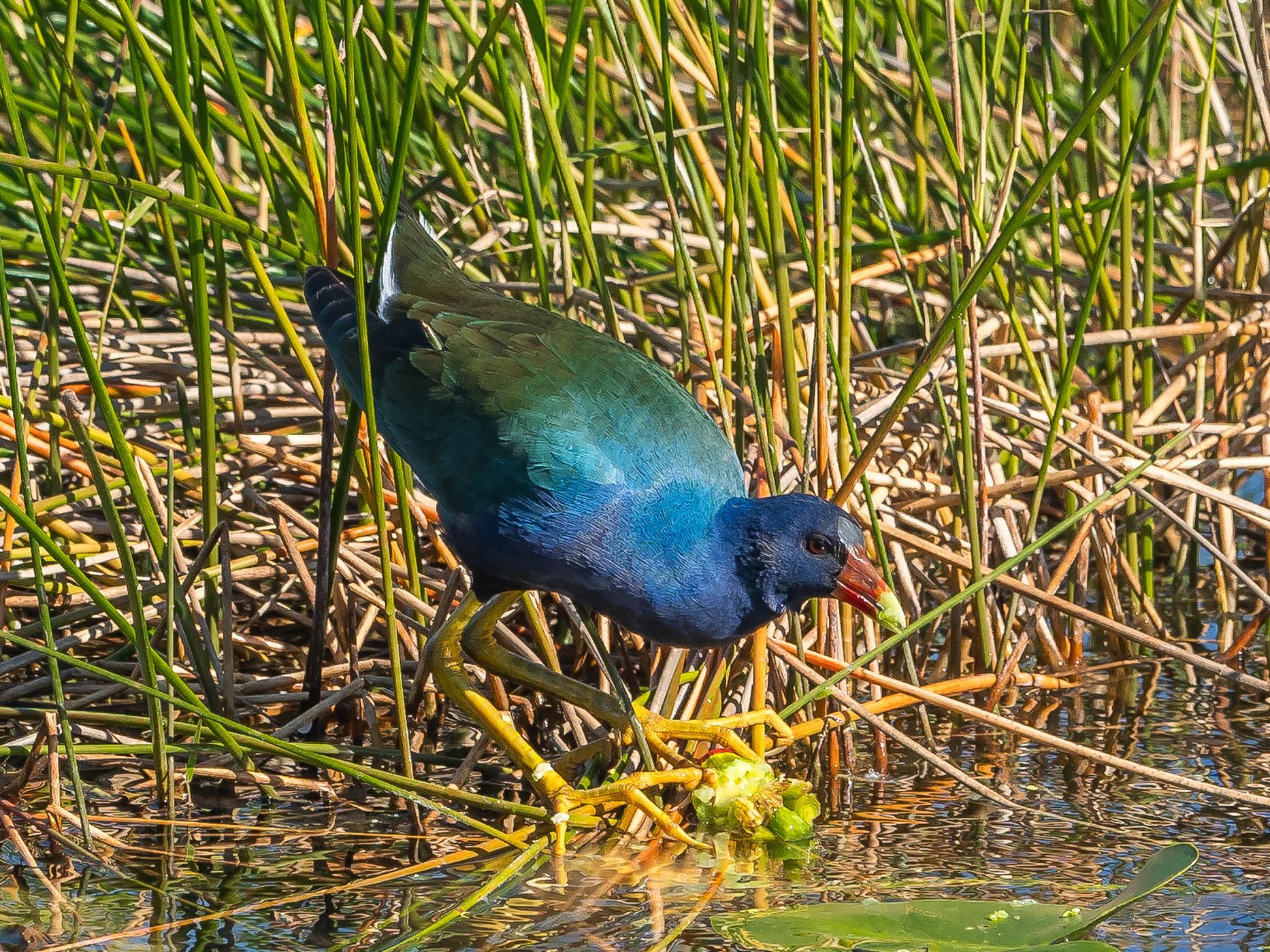 Anhinga Trail, Everglades National Park, USA