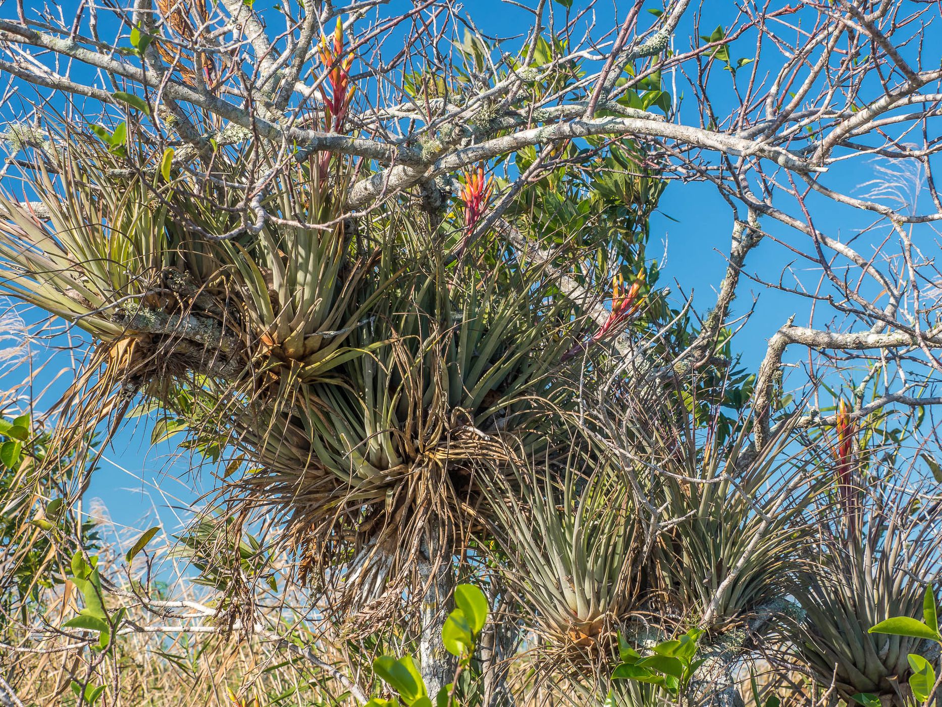 Anhinga Trail, Everglades National Park, USA