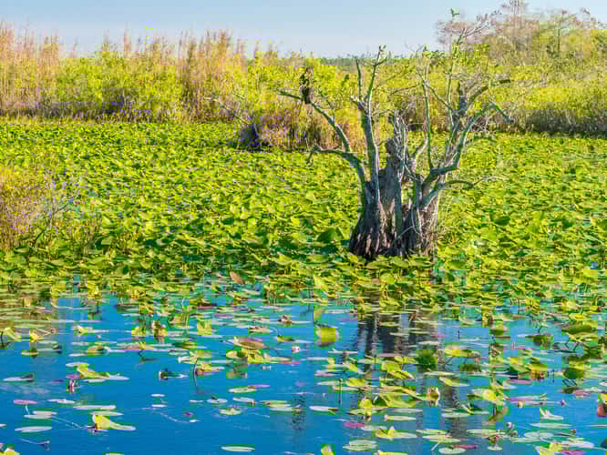 Anhinga Trail, Everglades National Park