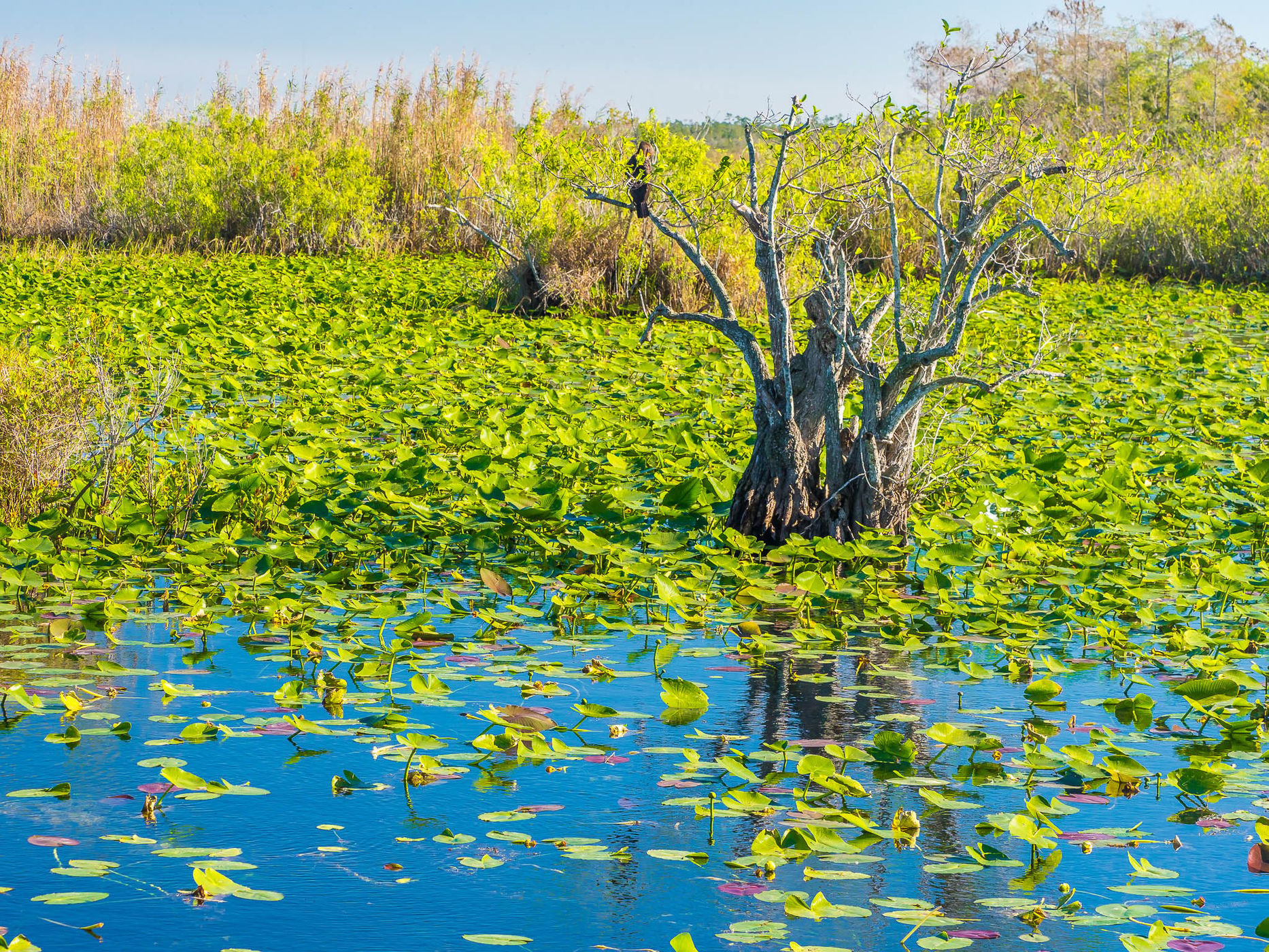 Anhinga Trail, Everglades National Park, USA