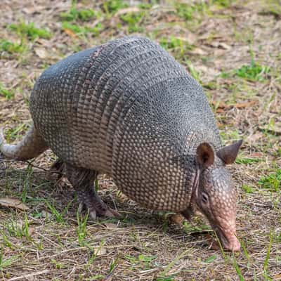 Armadillos on Jeckyll Island, USA