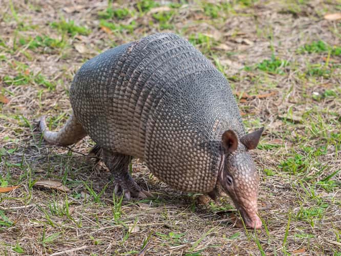 Armadillos on Jeckyll Island