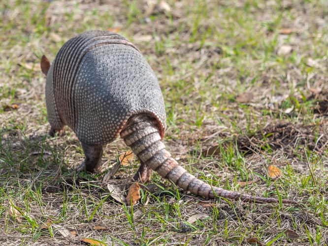 Armadillos on Jeckyll Island