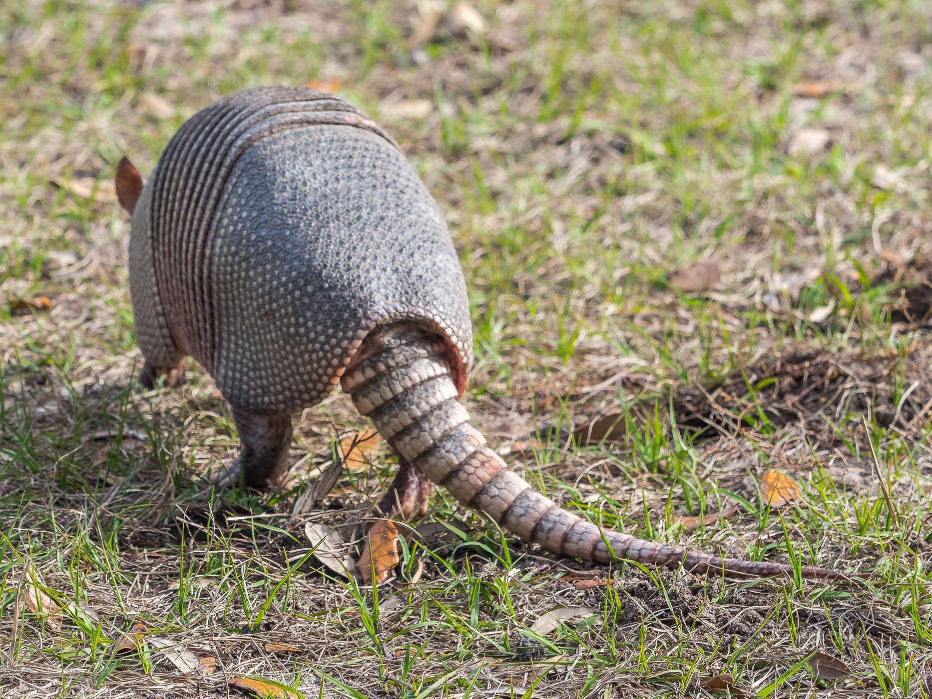 Armadillos on Jeckyll Island, USA