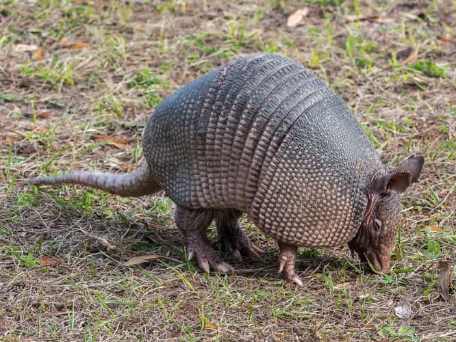Armadillos on Jeckyll Island