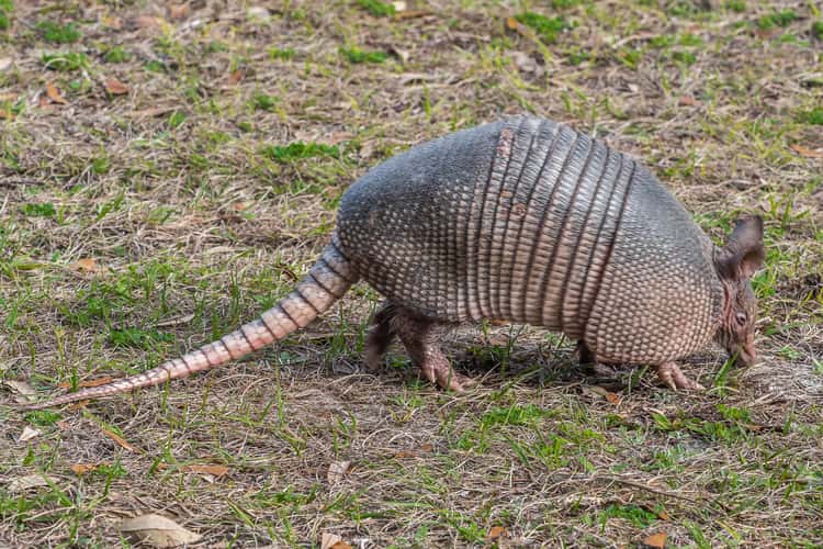 Armadillos on Jeckyll Island