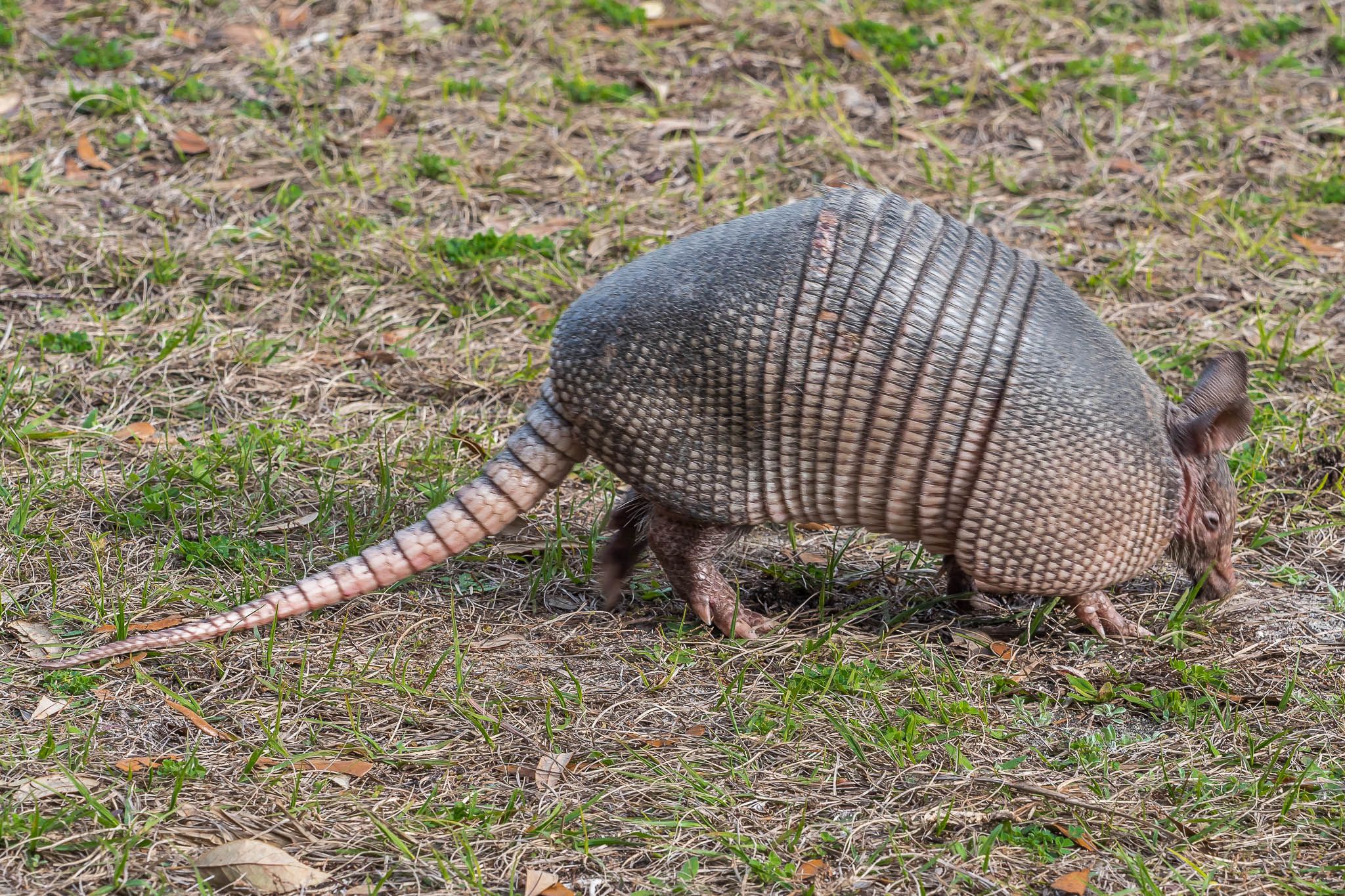 Armadillos on Jeckyll Island, USA