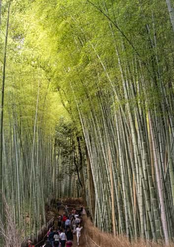 Bamboo Forest pathway