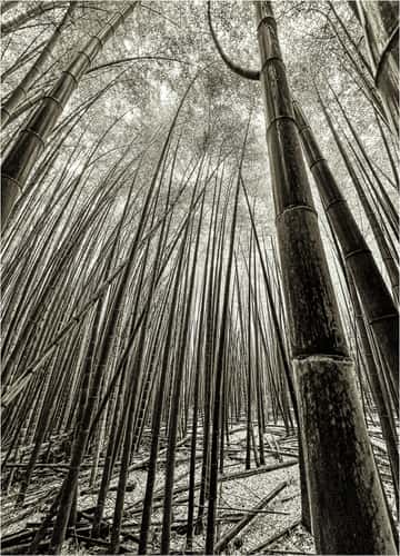 Bamboo Forest pathway