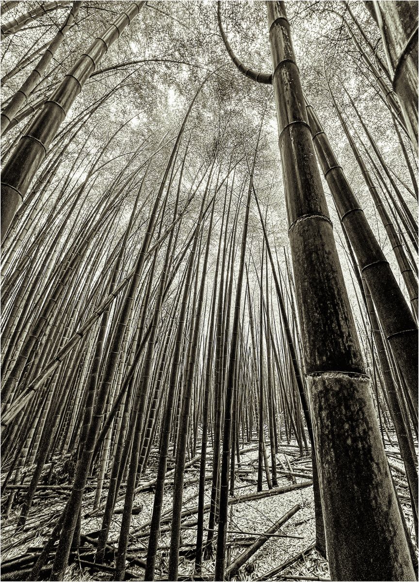 Bamboo Forest pathway, Japan