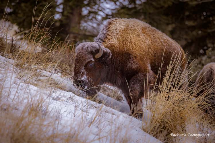 Bison in Yellowstone National Park