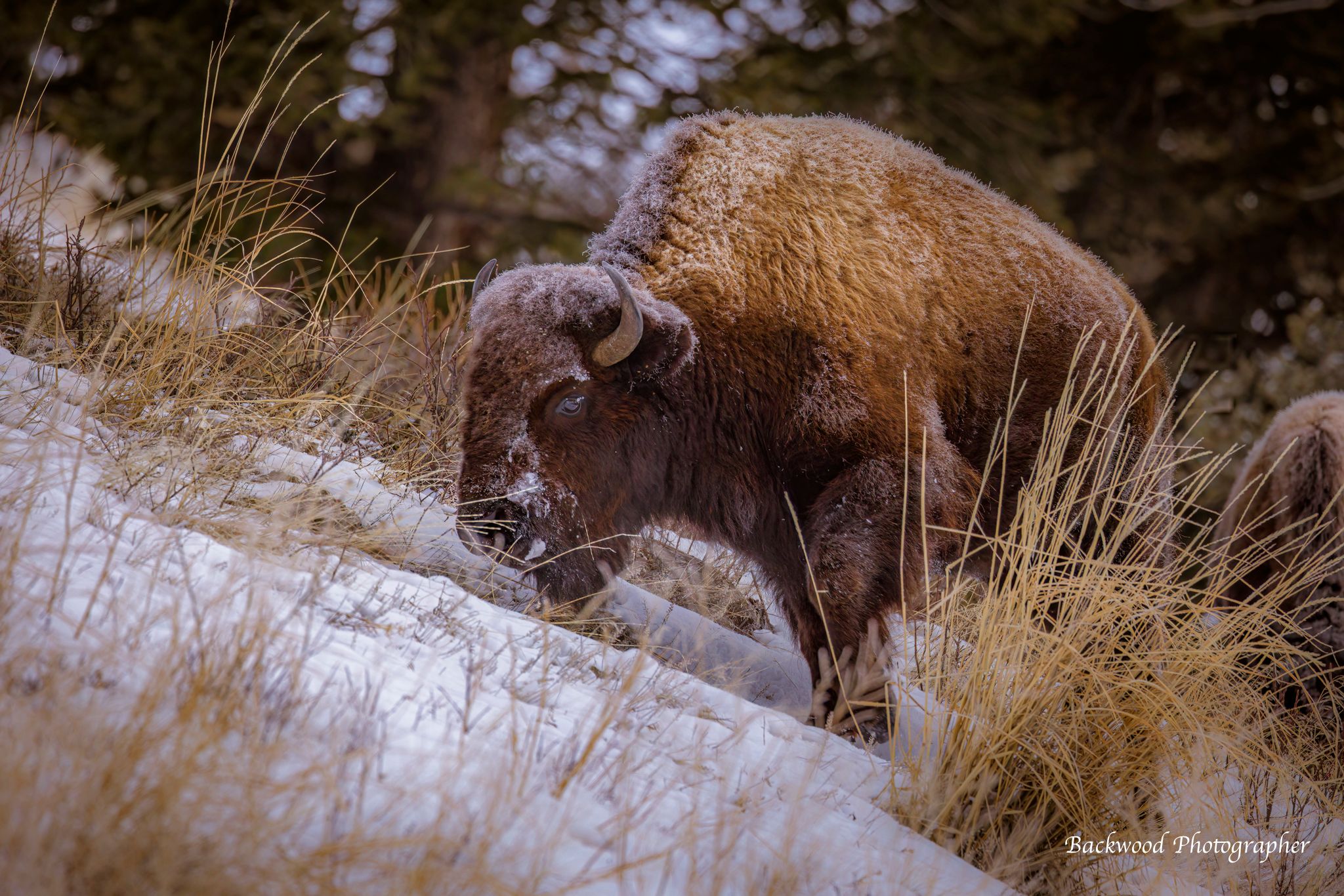 Bison in Yellowstone National Park, USA