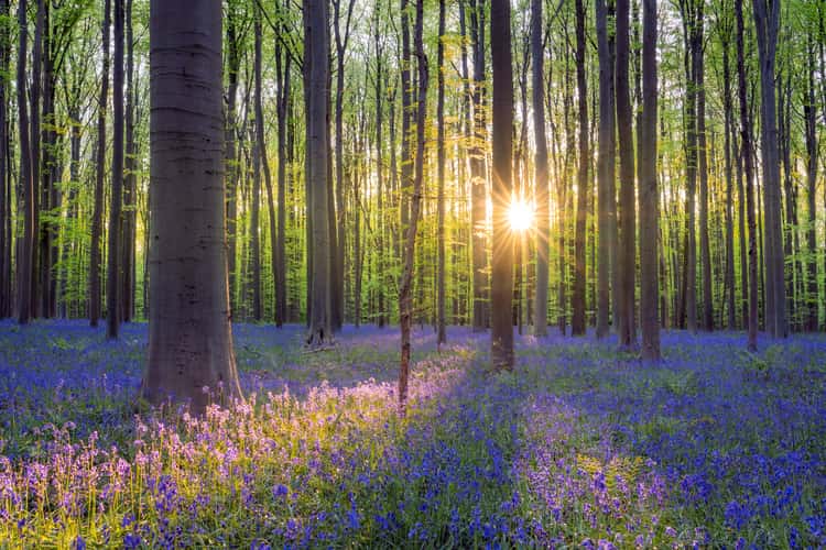 Bluebell forest Hallerbos near Brussels