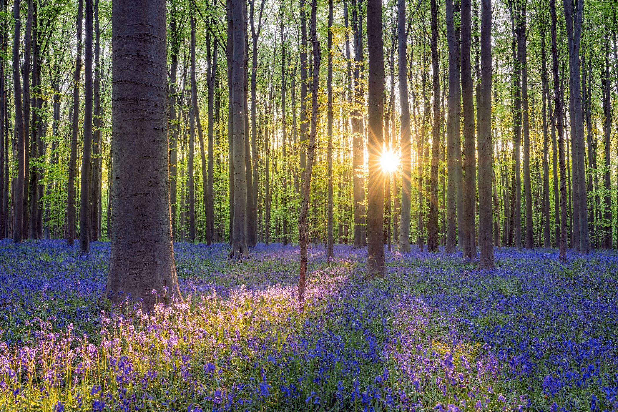 Bluebell forest Hallerbos near Brussels, Belgium