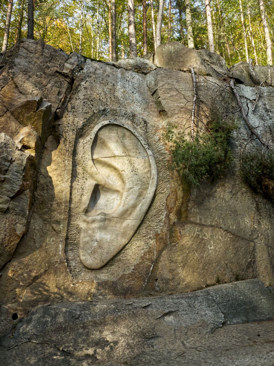 Bretschneider ear, Czech Republic