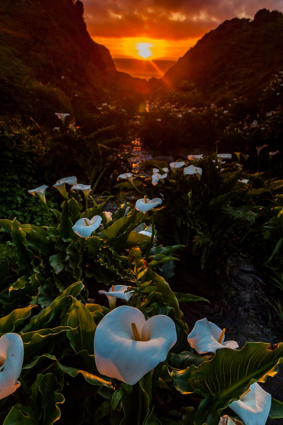 Calla Lily Valley, USA