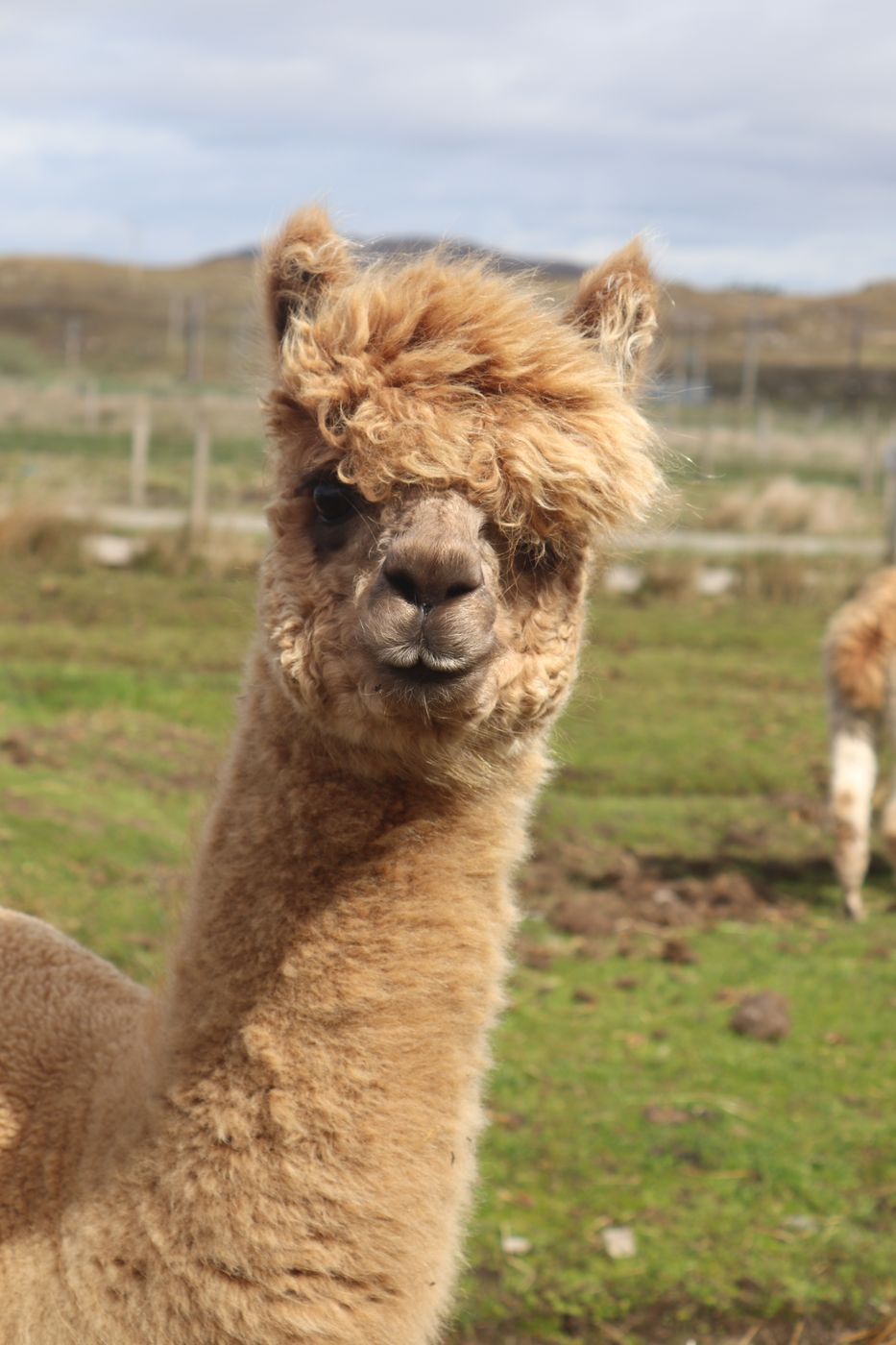 Callanish Alpacas, United Kingdom
